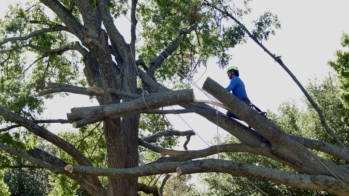 Professional Crown Thinning performed by certified arborists in Joaquin