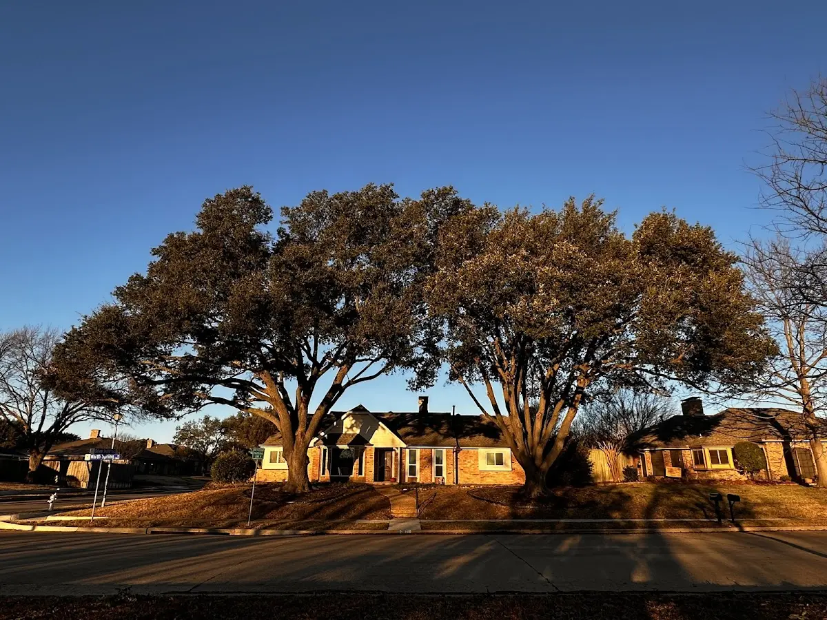 Established residential canopy tree shading a home in Joaquin