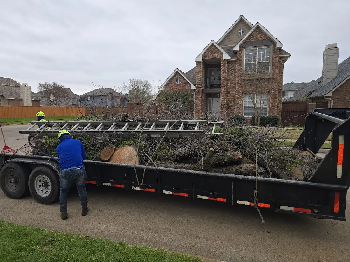 Expert Tree Removal with proper safety equipment in Joaquin